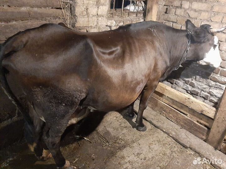 Продам корову