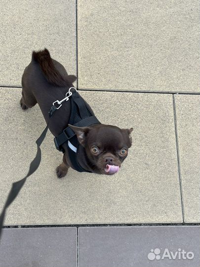 Кобель на вязку чихуахуа