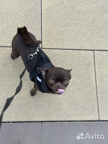 Кобель на вязку чихуахуа