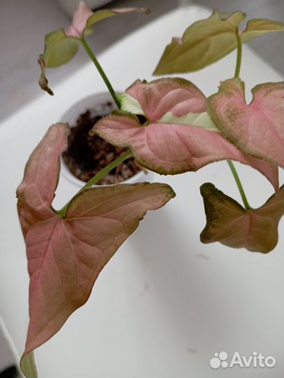 Эпипремнумы. сингониумы