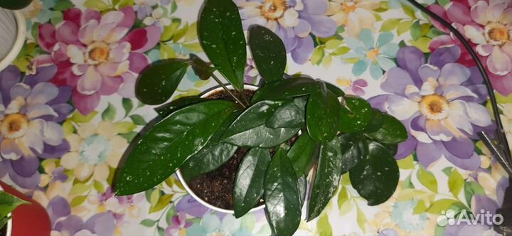 Продам цветы комнатные