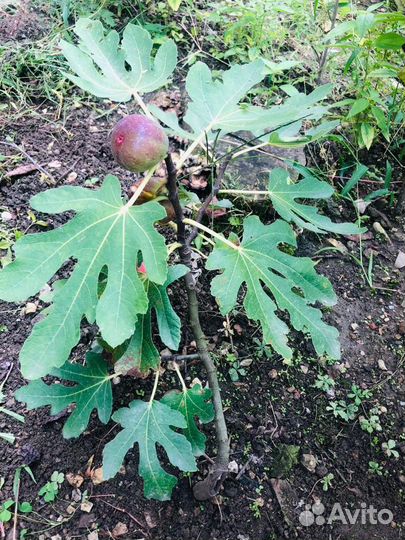 Саженцы инжира