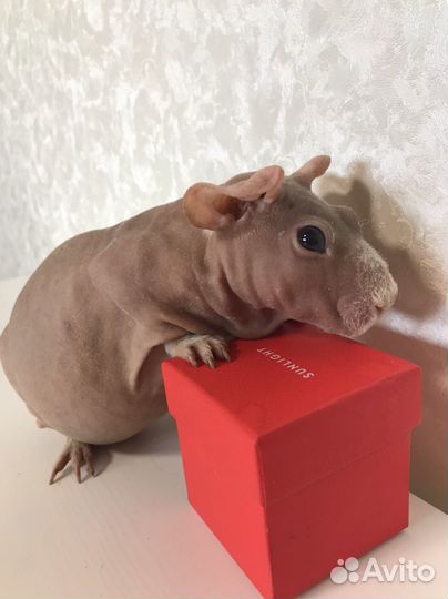 Морская свинка скинни