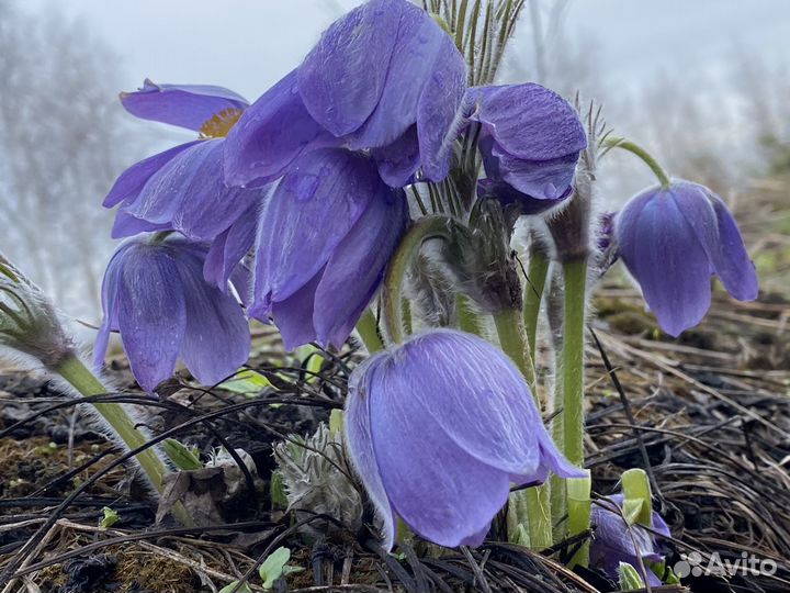 Семена прострела (подснежника)
