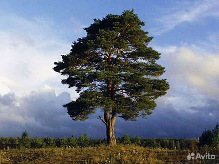 Кедр сибирский саженцы