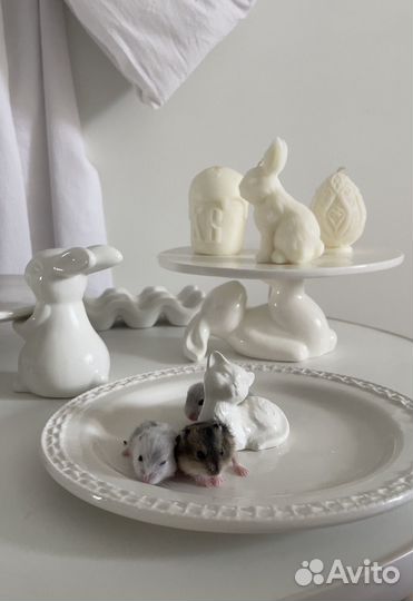 Хомяки джунгарики