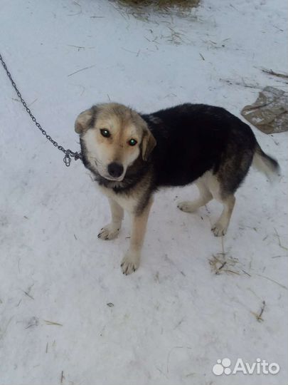 Собака в добрые руки бесплатно