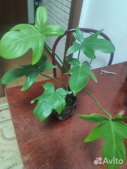 Филодендроны,сциндапсус