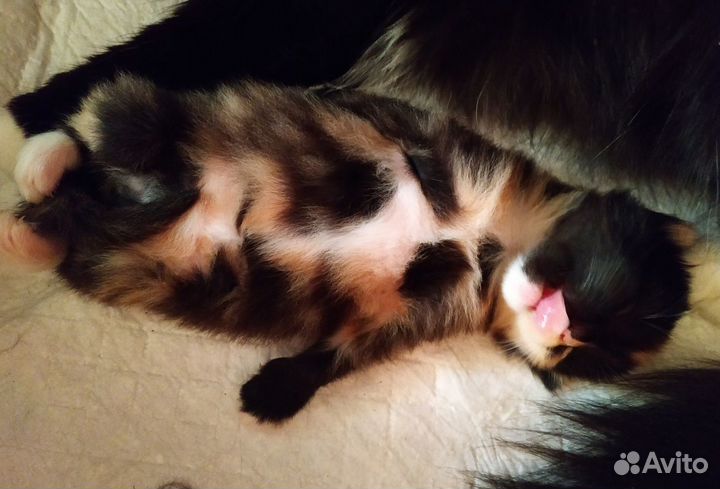 Котята в дар
