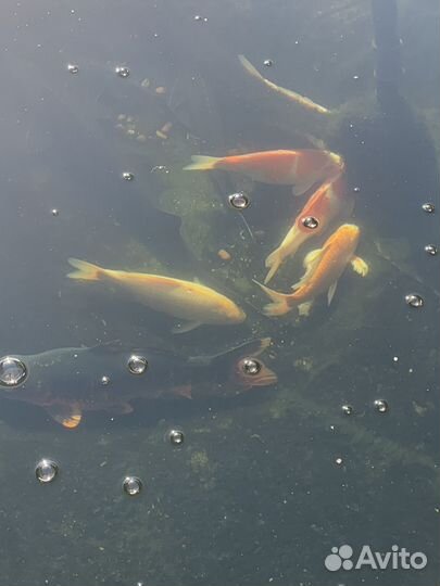 Рыба карп кои