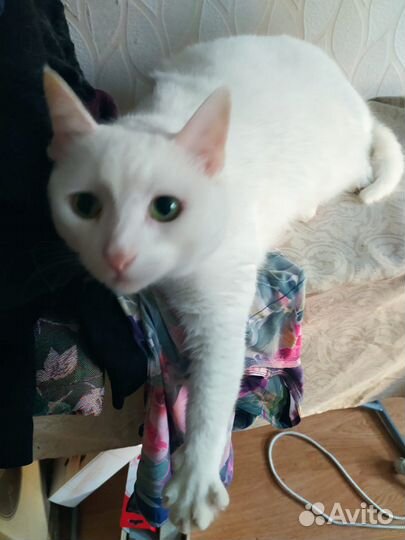 Кот в добрые руки