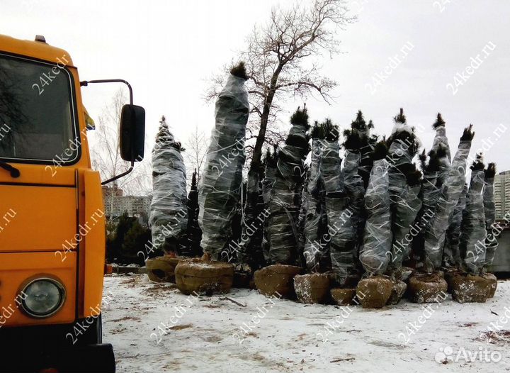 Дерево кедра