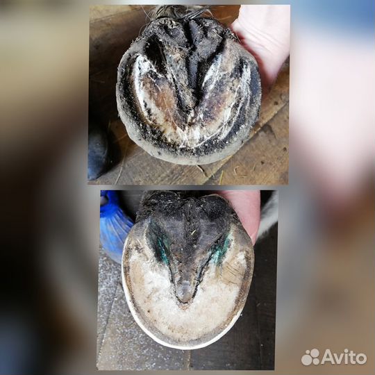 Расчистка копыт