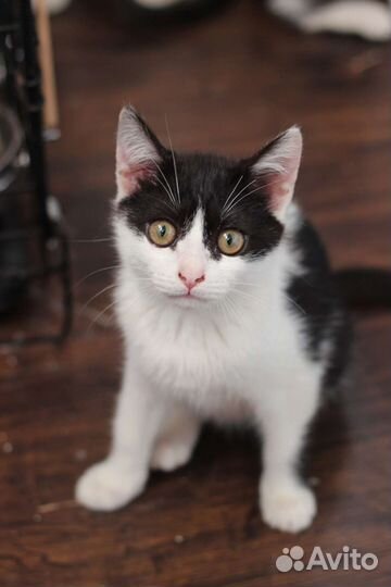 Котенок девочка