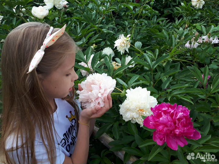 Пионы клубни, саженцы