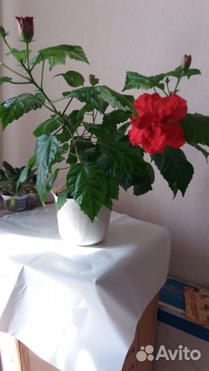 Фикус, папоротник