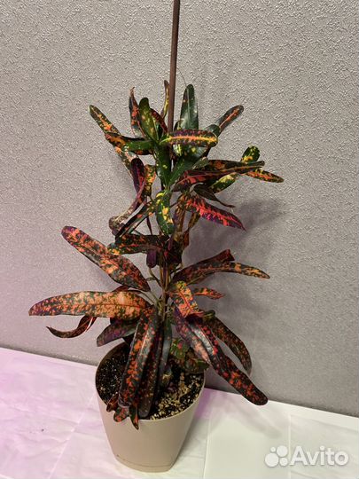 Кодиеум кротон 