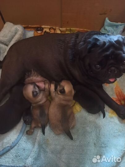 Щенки мопса