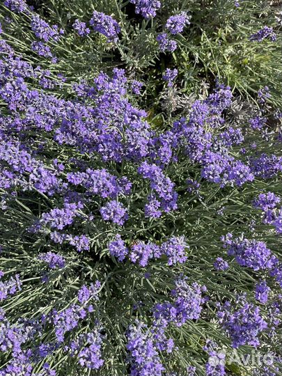 Лаванда пучки