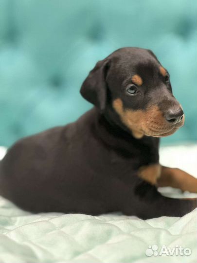 Щенки добермана