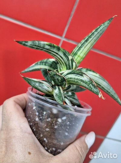 Сансевиерия Blue clone