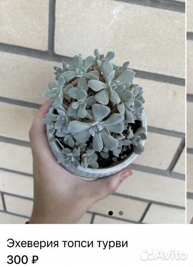 Суккуленты