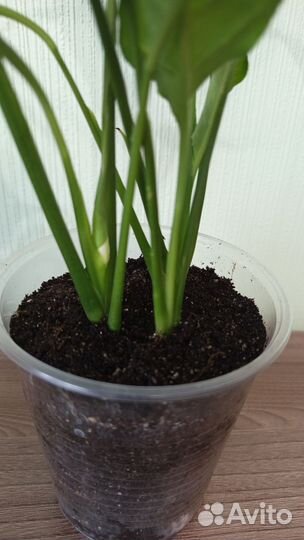 Спатифиллум