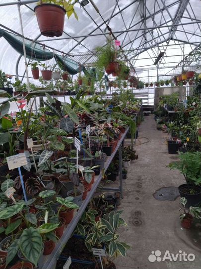 Гортензия Даймонд Руж