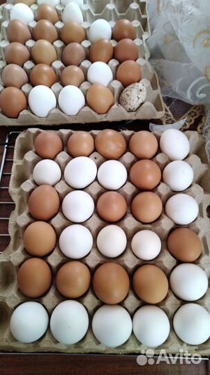 Яйца домашние на еду и на инкубацию