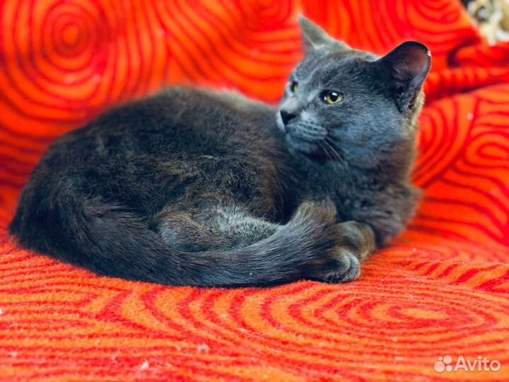 Кот-подросток