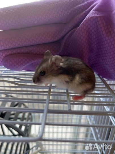 Джунгарский хомяк бесплатно