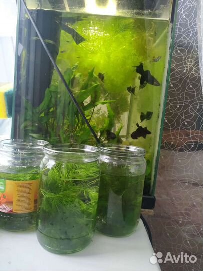 Водоросли для аквариума