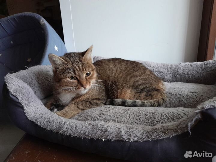 Молодая кошечка: чья пропажа