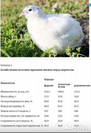 Перепела радонежские
