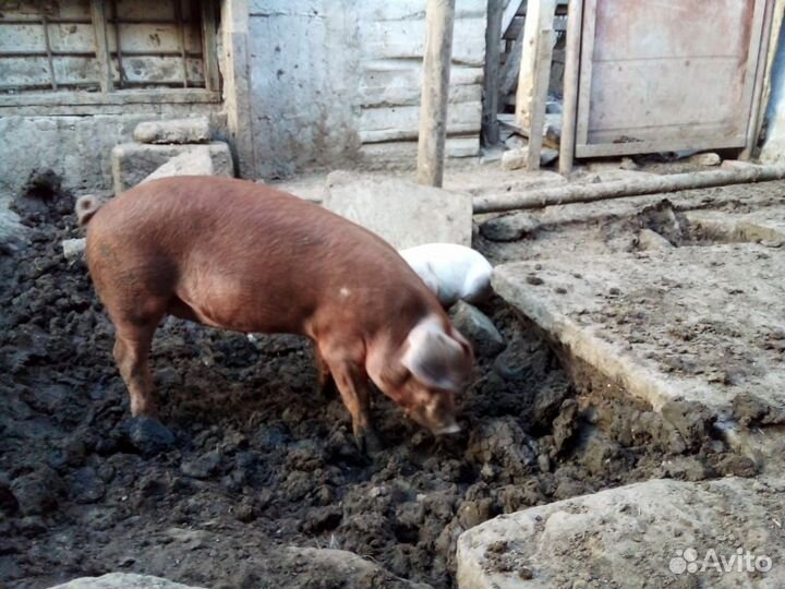 Поросята, свинки