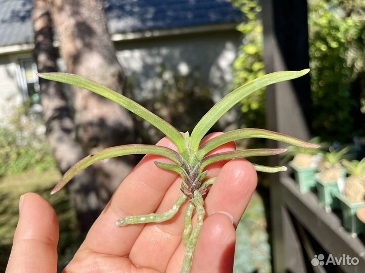 Neofinetia falcata Beniogi