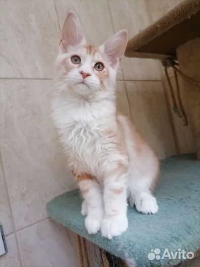Котята мейн-кун
