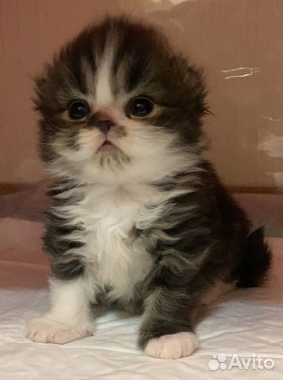 Плюшевые малыши