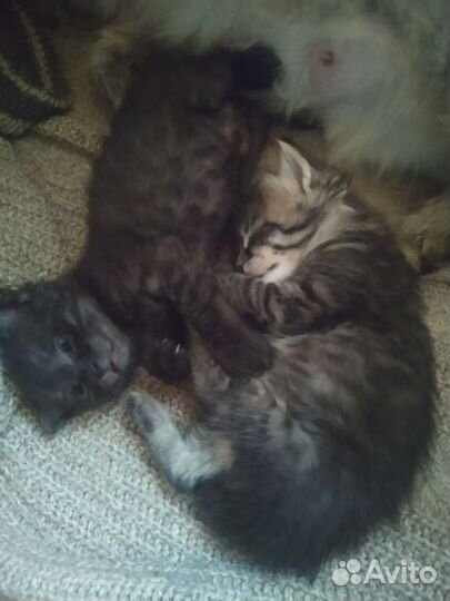 Котята в добрые руки бесплатно