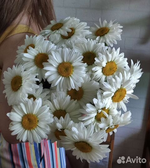 Ромашка гигант