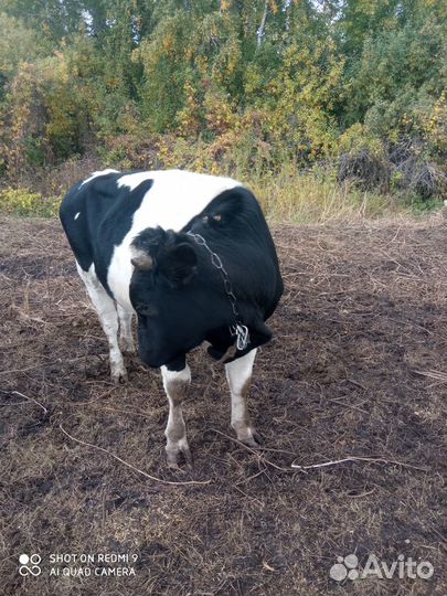 Продам мясо говядина. бычки