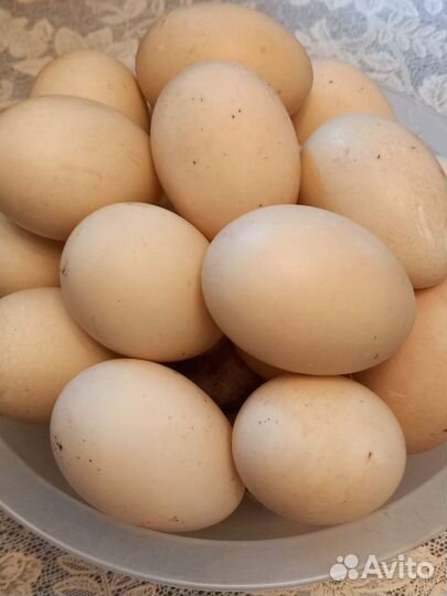 Инкубационное яйцо индоутки