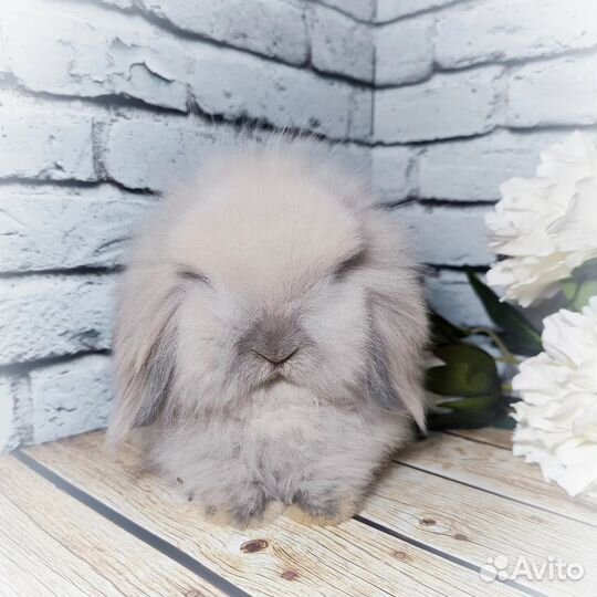 Mini Lion Lop импорт Англия