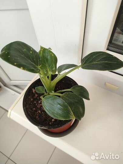 Филодендрон Биркин комнатное растение