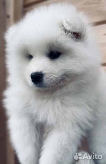 Щенки самоеда