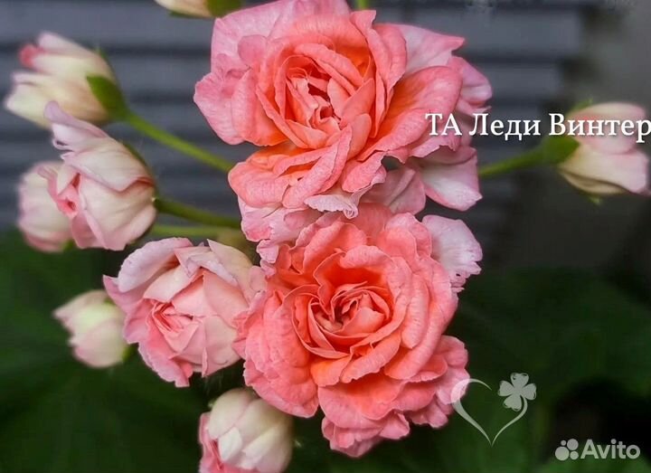 Пеларгония Ю-Царская Невеста,TA Леди Винтер и др