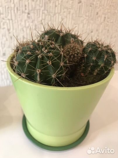 Кактусы семейка