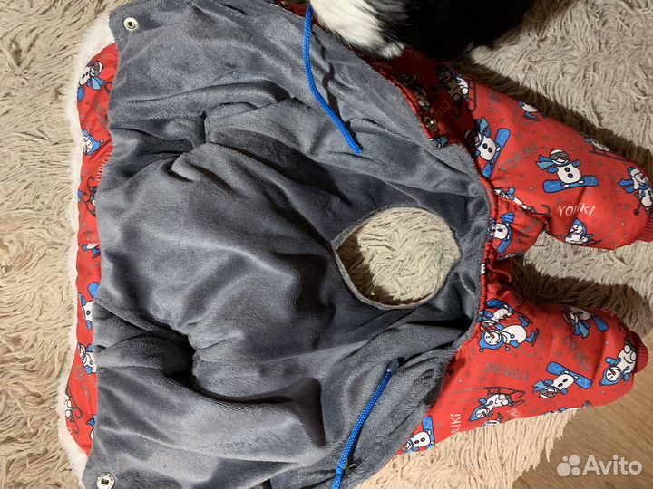 Комбинезон для собаки (кобеля)