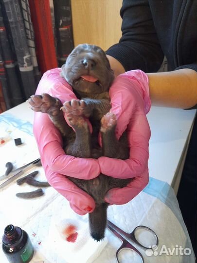 Ветеринарный врач на дом