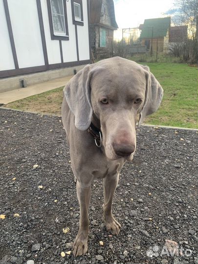 Случка собак